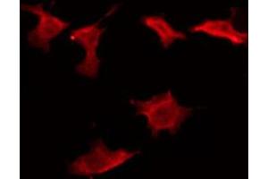 ABIN6274594 staining Hela by IF/ICC. (CD160 antibody  (Internal Region))