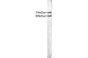 Stripe blot of crude HeLa cell extract stained with CPCA-LaminAC. (Lamin A/C antibody)