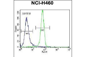 Flow cytometric analysis of NCI-H460 cells (right histogram) compared to a negative control cell (left histogram). (NGFB antibody  (AA 84-115))