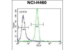 Flow cytometric analysis of NCI-H460 cells (right histogram) compared to a negative control cell (left histogram). (NGFB antibody  (AA 84-115))