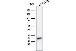 Western Blot Analysis of COLO 38 cell lysate using Melan-A Mouse Monoclonal Antibody (MLANA/788). (MLANA antibody)