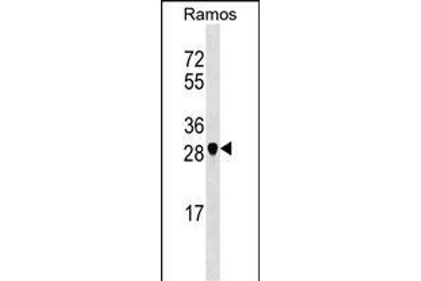 NOSIP antibody  (N-Term)