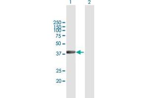 Western Blot analysis of RBMY1A1 expression in transfected 293T cell line by RBMY1A1 MaxPab polyclonal antibody. (RBMY1A1 antibody  (AA 1-356))