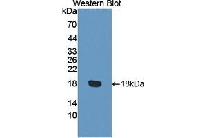 RGC32 anticorps  (AA 1-137)