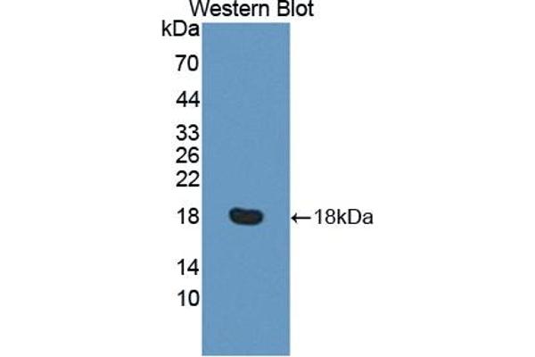 RGC32 Antikörper  (AA 1-137)