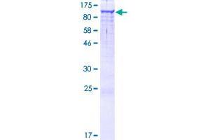 INTS4 Protein (AA 1-963) (GST tag)