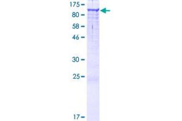 INTS4 Protein (AA 1-963) (GST tag)