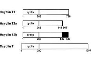 Diagram of human cyclins T1, T2a, and T2b and Drosophila cyclin T. (Cyclin T1 antibody  (Internal Region))