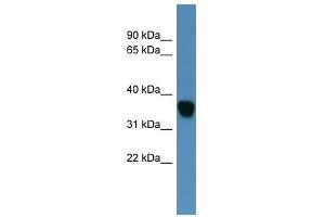 Western Blot showing AKR1C1 antibody used at a concentration of 1-2 ug/ml to detect its target protein.