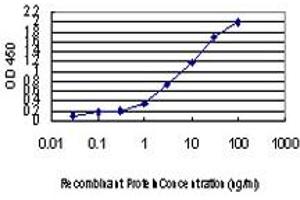 Detection limit for recombinant GST tagged FOXA2 is approximately 0. (FOXA2 antibody  (AA 363-457))