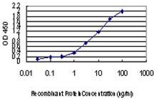 Detection limit for recombinant GST tagged FOXA2 is approximately 0. (FOXA2 antibody  (AA 363-457))