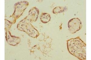 Immunohistochemistry of paraffin-embedded human placenta tissue using ABIN7157750 at dilution of 1:100 (KYNU antibody  (AA 1-307))