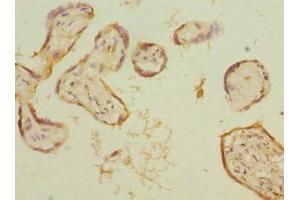 Immunohistochemistry of paraffin-embedded human placenta tissue using ABIN7157750 at dilution of 1:100