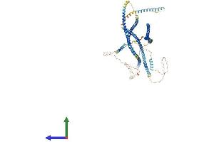 AlphaFold protein structure predicition of Mouse Recombinant Golga2 Protein, UniprotID Q921M4 (Golgin A2 (GOLGA2) (AA 1-999) protein (His tag))