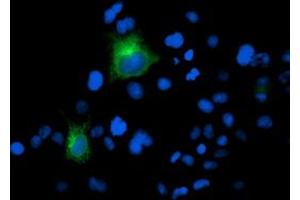 Anti-FOLH1 mouse monoclonal antibody (ABIN2455794) immunofluorescent staining of COS7 cells transiently transfected by pCMV6-ENTRY FOLH1 (RC218310). (PSMA antibody)