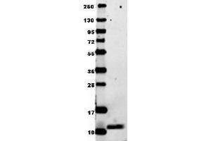 Anti-mouse MIP-1a in western blot shows detection of recombinant mouse MIP-1a/Ccl3 raised in E.
