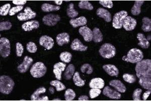 Immunofluoresence staining on 293 cells. (DEK antibody  (AA 19-169))