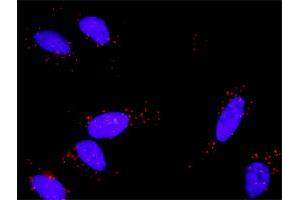 Proximity Ligation Analysis of protein-protein interactions between FGF1 and FGFR1. (FGFR1 antibody  (AA 31-150))