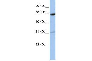 LOC642141 antibody used at 1 ug/ml to detect target protein. (LOC642141 antibody  (N-Term))