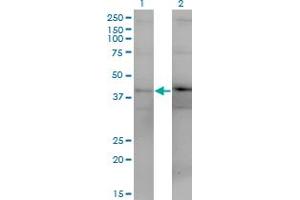 Western Blot analysis of DUSP4 expression in transfected 293T cell line by DUSP4 monoclonal antibody (M08), clone 1D12.