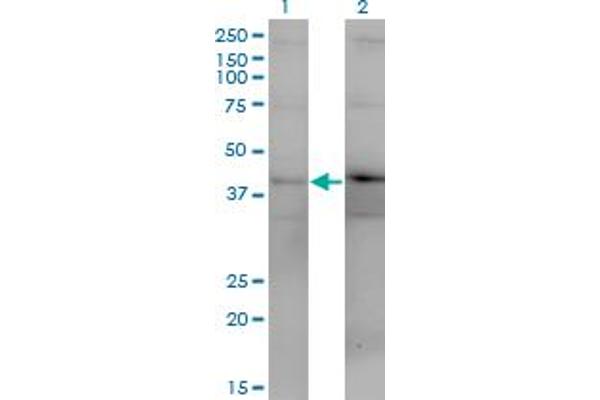 DUSP4 Antikörper  (AA 1-394)