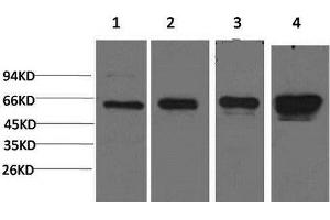 Western Blot analysis of 1) Hela, 2) 293T, 3) 3T3, 4) PC-12 cells using AMPK alpha1 Monoclonal Antibody at dilution of 1:2000. (PRKAA1 antibody)