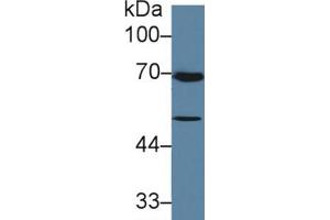 Rabbit Detection antibody from the kit in WB with Positive Control: Human MCF7 cell lysate. (TGFB3 ELISA Kit)