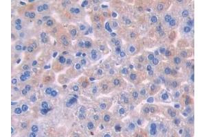 Detection of OSM in Mouse Liver Tissue using Polyclonal Antibody to Oncostatin M (OSM) (Oncostatin M antibody  (AA 116-205))