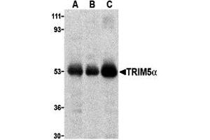 Western Blotting (WB) image for anti-Tripartite Motif Containing 5 (TRIM5) (C-Term) antibody (ABIN1030774) (TRIM5 antibody  (C-Term))