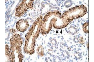 Image no. 1 for anti-Nuclear Receptor Subfamily 5, Group A, Member 1 (NR5A1) (AA 172-221) antibody (ABIN6735774) (NR5A1 antibody  (AA 172-221))