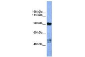 Image no. 1 for anti-Adaptor-Related Protein Complex 2, alpha 2 Subunit (AP2A2) (AA 612-661) antibody (ABIN6746730) (AP2A2 antibody  (AA 612-661))