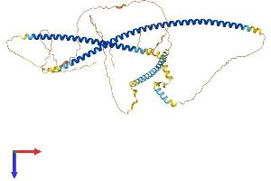 AlphaFold protein structure predicition of Human Recombinant IFFO1 Protein, UniprotID Q0D2I5 (IFFO1 Protein (AA 1-559) (His tag))