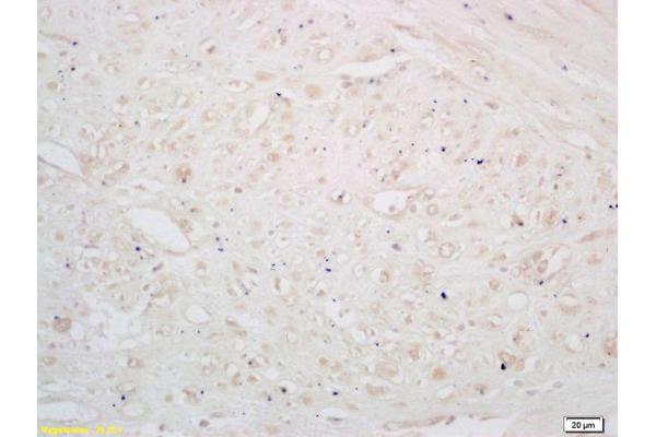 GABBR2 antibody  (AA 501-650)