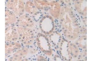 IHC-P analysis of Human Kidney Tissue, with DAB staining. (FDFT1 antibody  (AA 269-417))