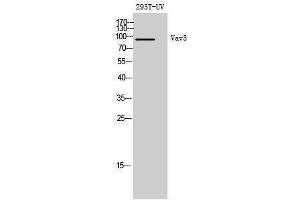 Western Blotting (WB) image for anti-Vav 3 Oncogene (VAV3) (Tyr542) antibody (ABIN3180941) (VAV3 antibody  (Tyr542))