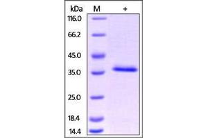 Human HABP1, His Tag on SDS-PAGE under reducing (R) condition. (C1QBP Protein (AA 75-282) (His tag))