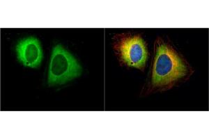 ICC/IF Image Ran BP1 antibody [N1C3] detects Ran BP1 protein at cytoplasm by immunofluorescent analysis. (RANBP1 antibody)