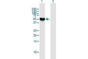 Western Blot analysis of NEUROD2 expression in transfected 293T cell line by NEUROD2 MaxPab polyclonal antibody. (NEUROD2 antibody  (AA 1-382))