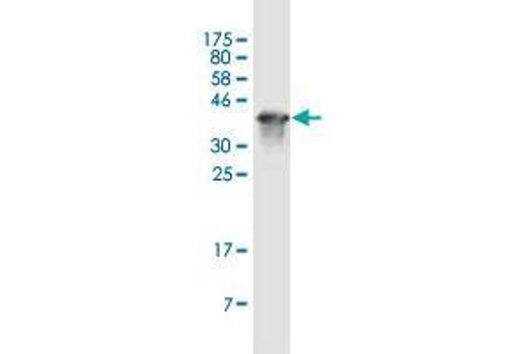 GABRE antibody  (AA 1-100)