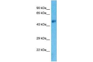 Western Blotting (WB) image for anti-Solute Carrier Family 38, Member 8 (SLC38A8) (C-Term) antibody (ABIN2505585) (SLC38A8 antibody  (C-Term))