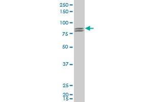 RUFY1 polyclonal antibody (A01), Lot # 051115JC01 Western Blot analysis of RUFY1 expression in HeLa . (RUFY1 antibody  (AA 376-474))