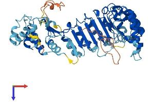 PRAME Family Member 19 (PRAMEF19) (AA 1-479) protein (His tag)