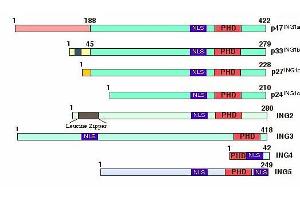 Figure shows the structural features of the inhibitor of growth (ING) protein family members. (ING4 antibody  (Isoform 1))