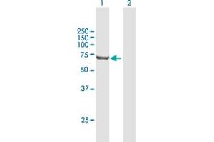 Western Blot analysis of RARS expression in transfected 293T cell line by RARS MaxPab polyclonal antibody. (RARS antibody  (AA 1-660))