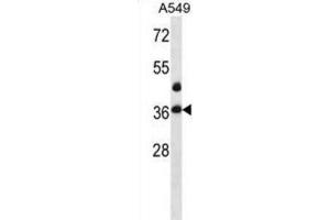 Western Blotting (WB) image for anti-LIM and SH3 Protein 1 (LASP1) antibody (ABIN2998401) (LASP1 antibody)