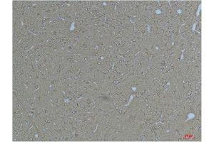 Immunohistochemistry (IHC) analysis of paraffin-embedded Rat Brain Tissue using Kv11. (KCNH7 antibody)