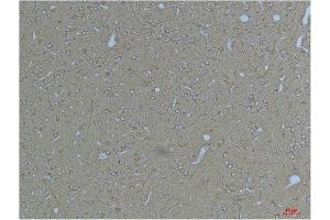 Immunohistochemistry (IHC) analysis of paraffin-embedded Rat Brain Tissue using Kv11. (KCNH7 antibody)