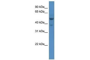Hmx3 antibody used at 0.
