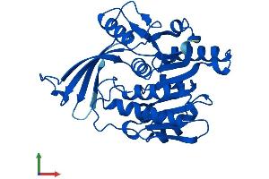AlphaFold protein structure predicition of Mouse Recombinant Khk Protein, UniprotID P97328 (Ketohexokinase Protein (KHK) (AA 1-298) (His tag))