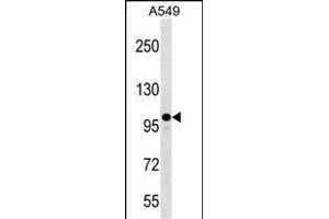ZC3H7A Antibody (Center) (ABIN1538498 and ABIN2849387) western blot analysis in A549 cell line lysates (35 μg/lane). (ZC3H7A antibody  (AA 563-589))